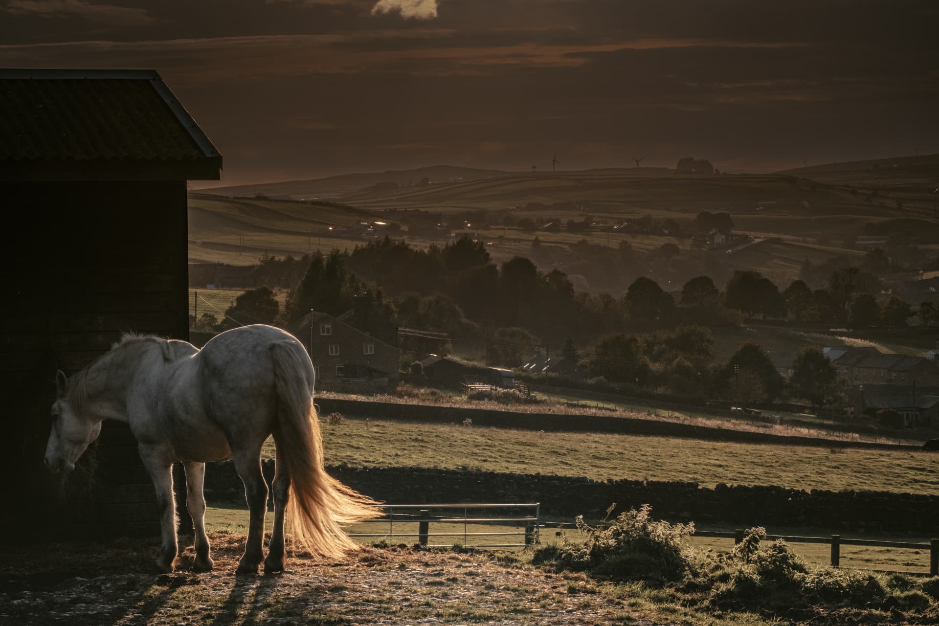 A grey horse at golden hour above the Yorkshire valley at Baywood